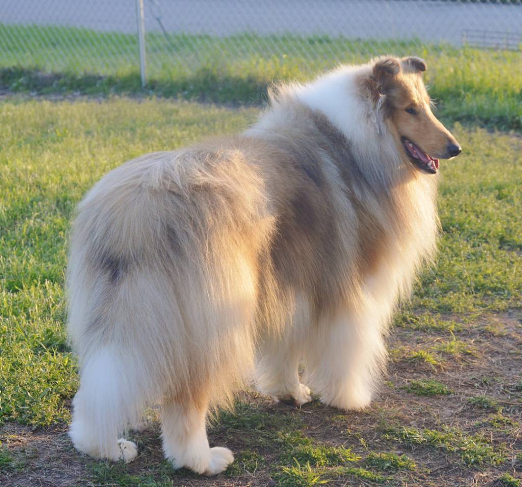 sable merle collie