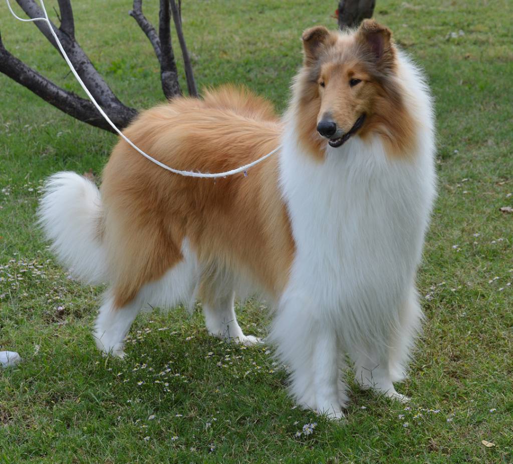 akc rough collie