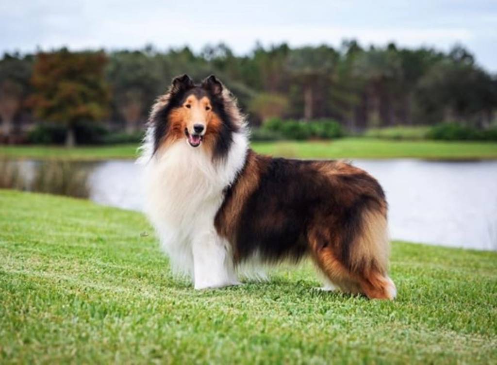 mahogany sable collie